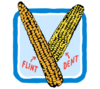 Flint Corn Illustration