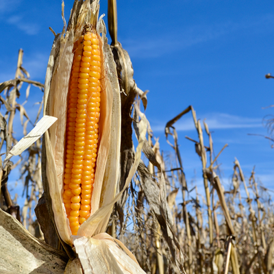 A photo of a cornfield.